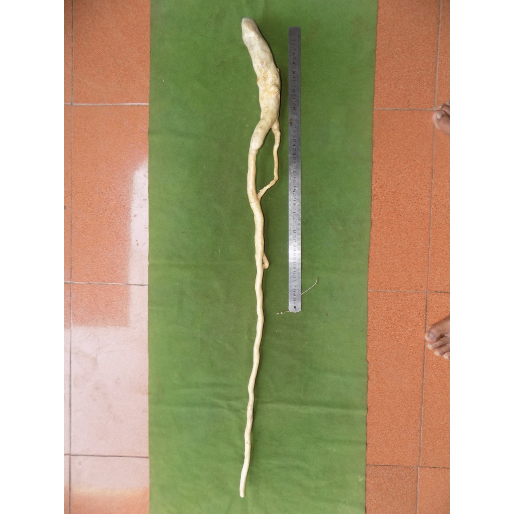 tongkat akar bahar putih alami asli alam panjang 103 cm