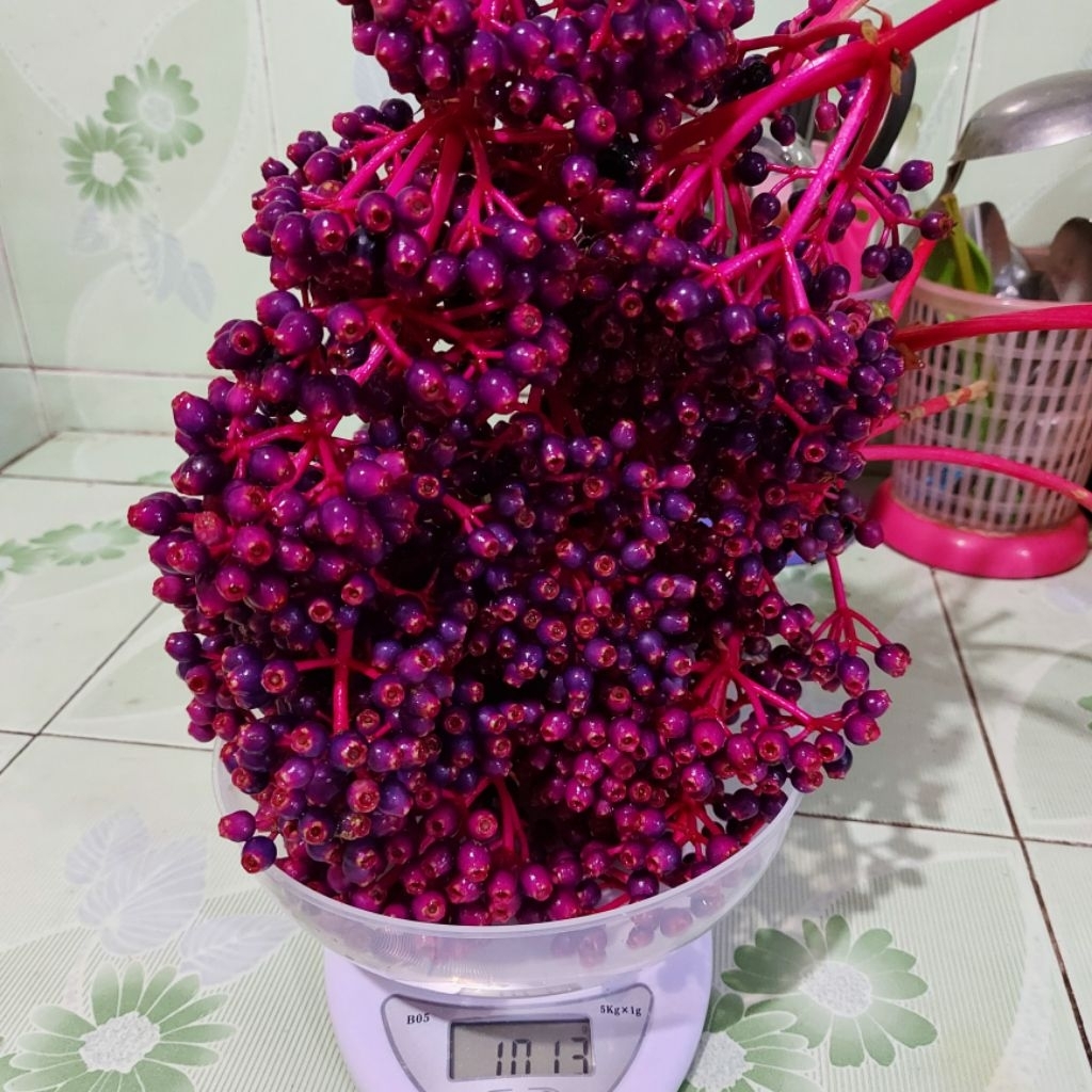 

Buah PARIJOTO 1 KG (1000 Gram) Promil Bumil Asli Pemetikan dari Gunung Muria Barokah Sunan Muria