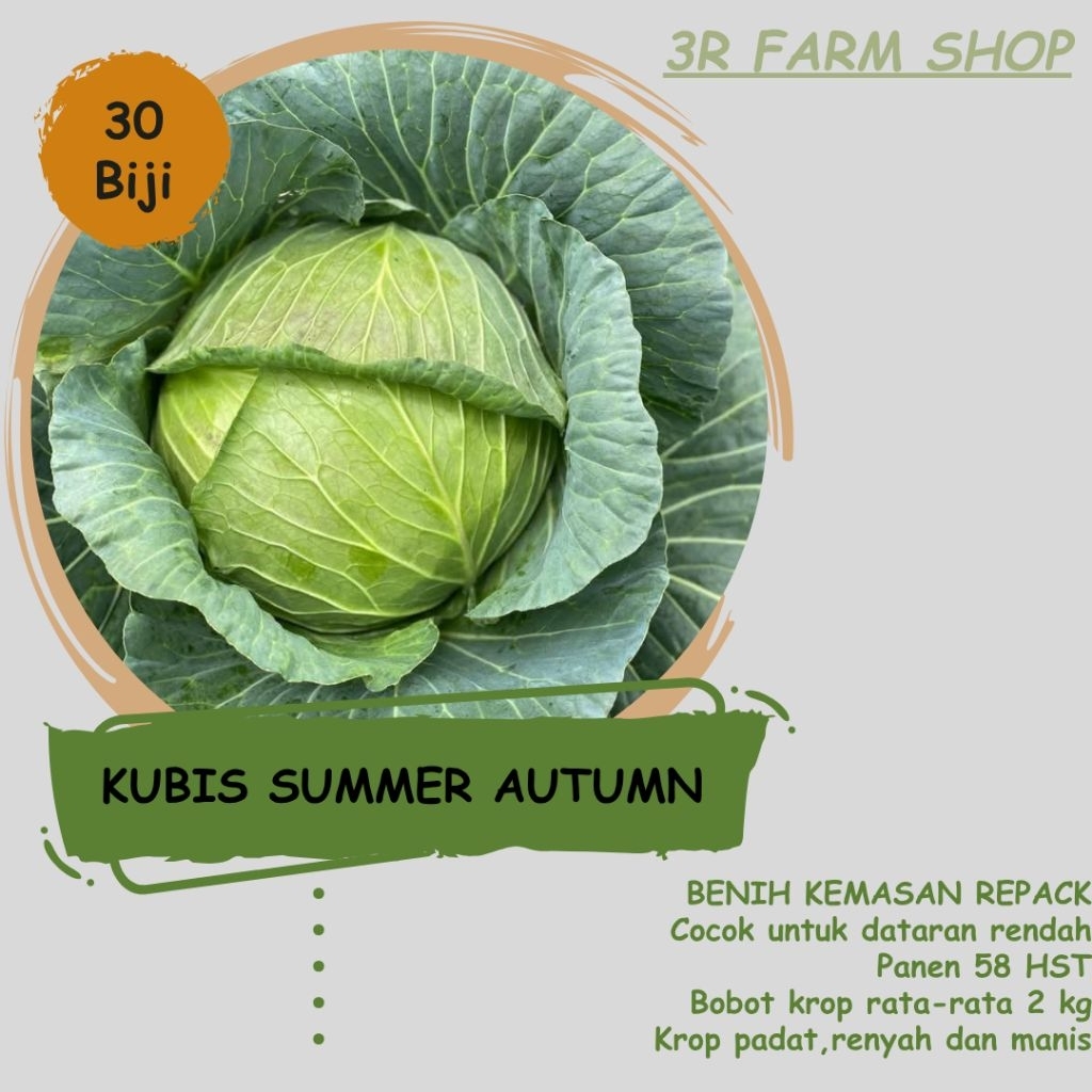 Benih Repack Kubis SUMMER AUTUMN isi 15 biji