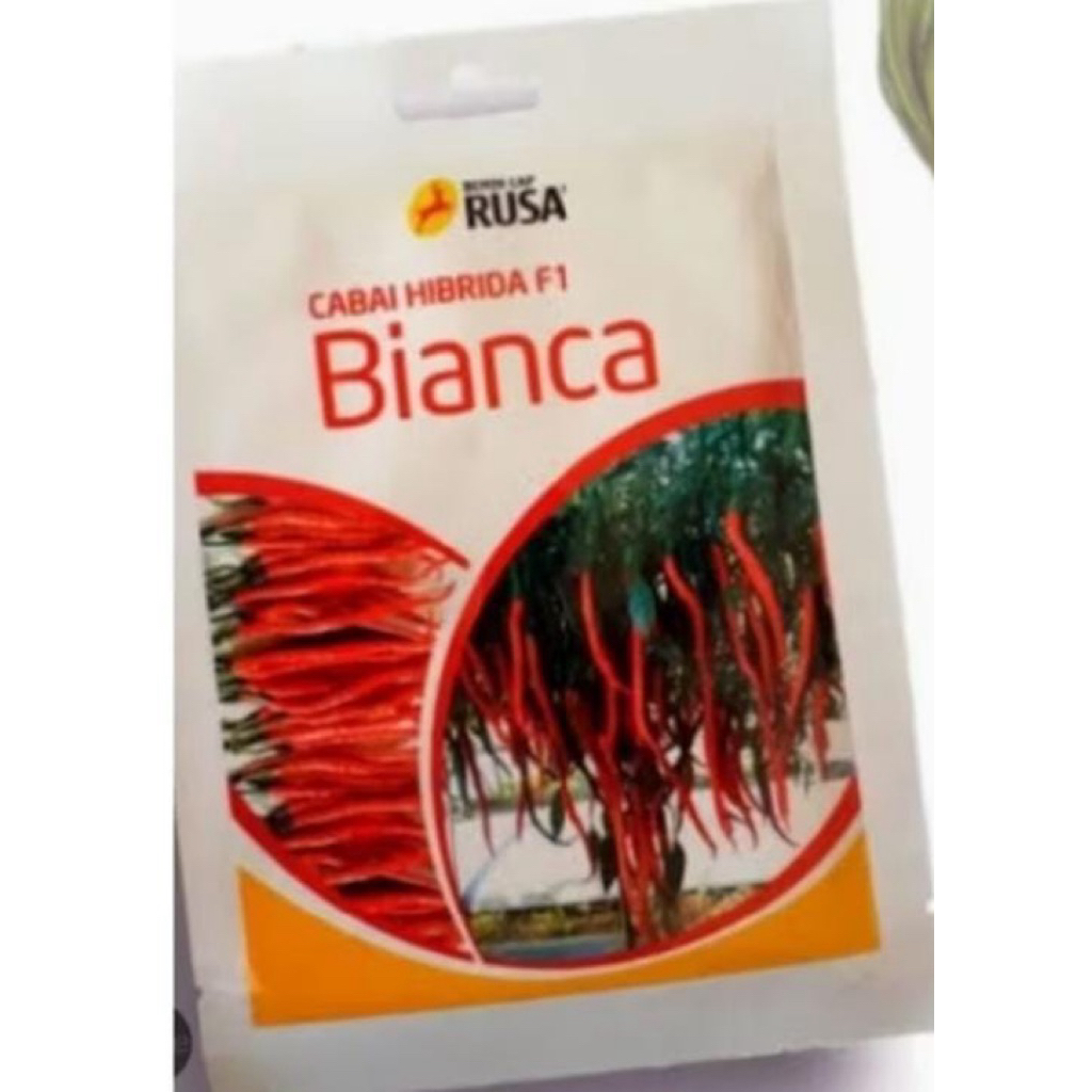 benih cabe keriting bianca f1