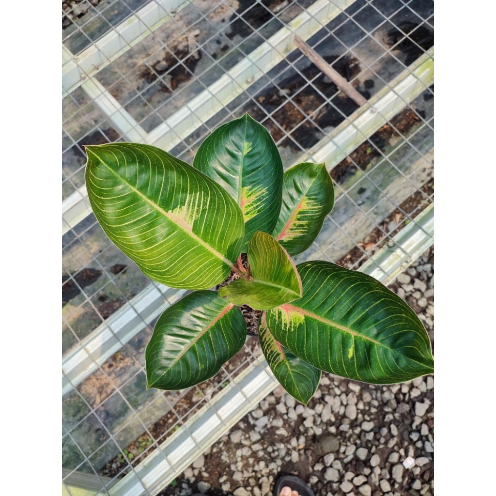 Aglaonema Goliath Gerhana