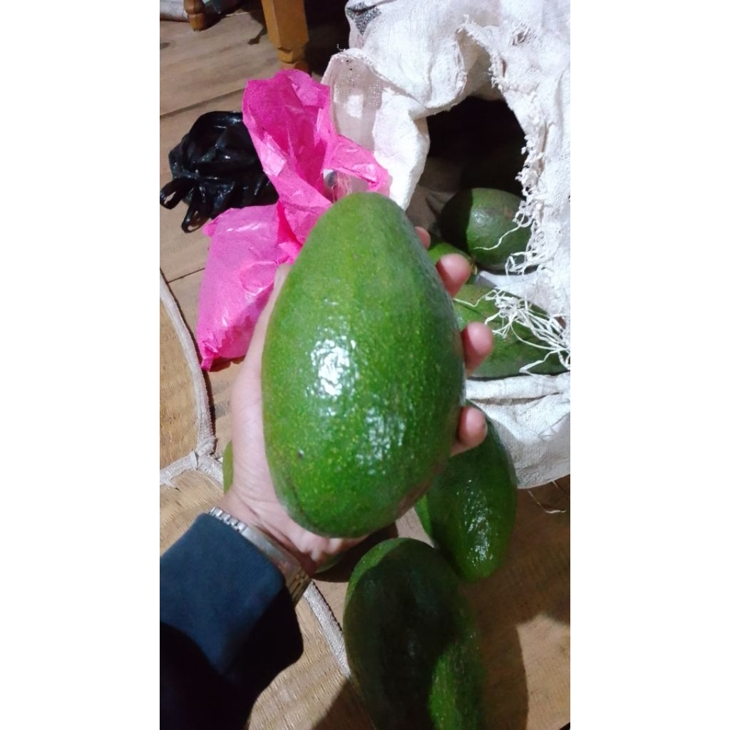 

alpukat mentega lokal ukuran jumbo 1kg isi 2-3 dikirim keadaan mentah