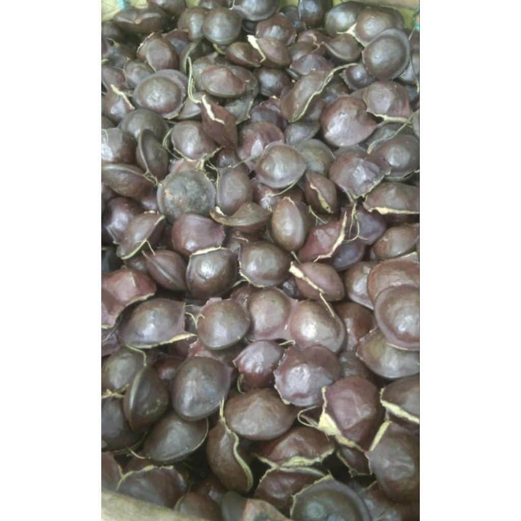 

Jengkol Muda Lalapan Murah 1kg penambah nafsu makan