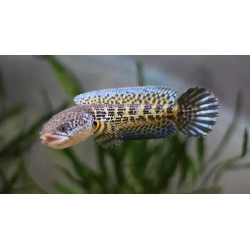 Channa Auranti 10-12CM