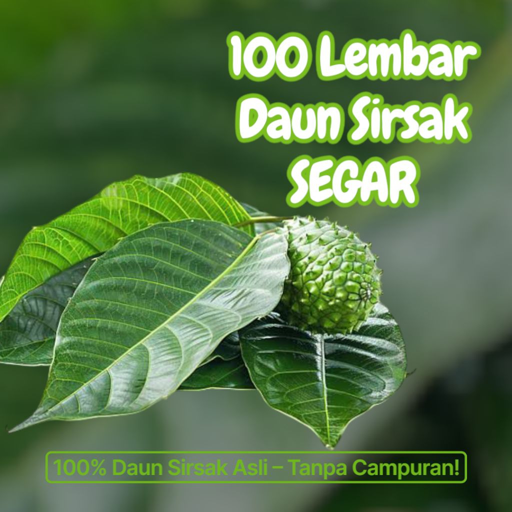 

Daun Sirsak Segar 100 Lembar – Herbal Alami Siap Pakai