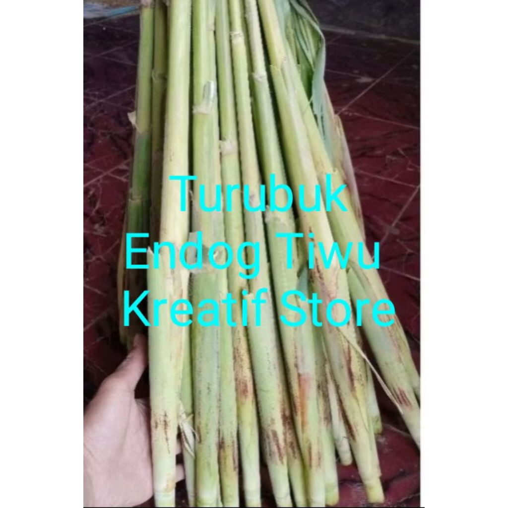 

Terubuk Super / Endog Tiwu Trubuk "kreatif store