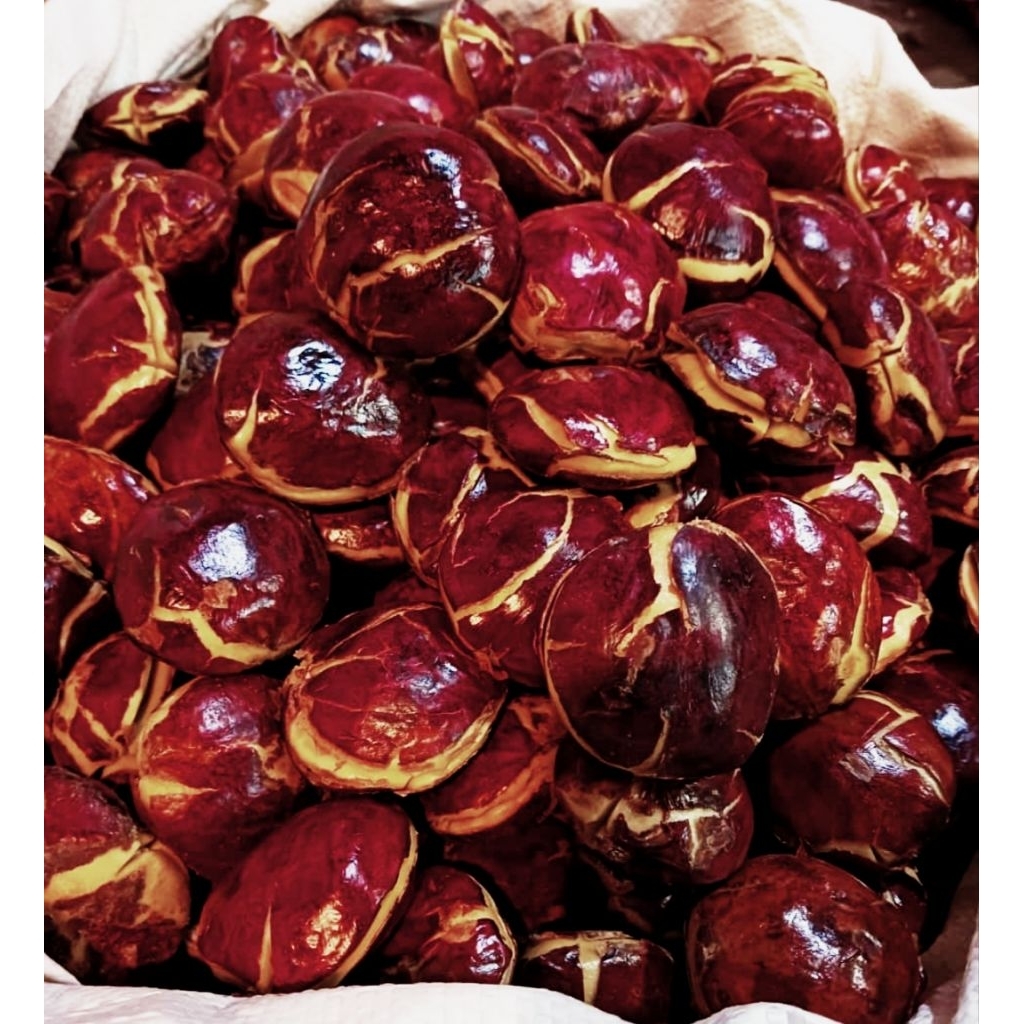 

JENGKOL TUA MENTAH 1 KG UDAH SORTIR