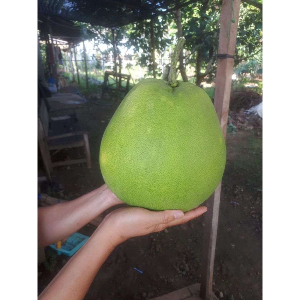 

Jeruk Pamelo Madu Khas Muria