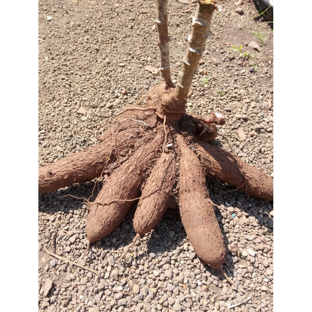 

Singkong mentah Fresh Tasikmalaya 1KG