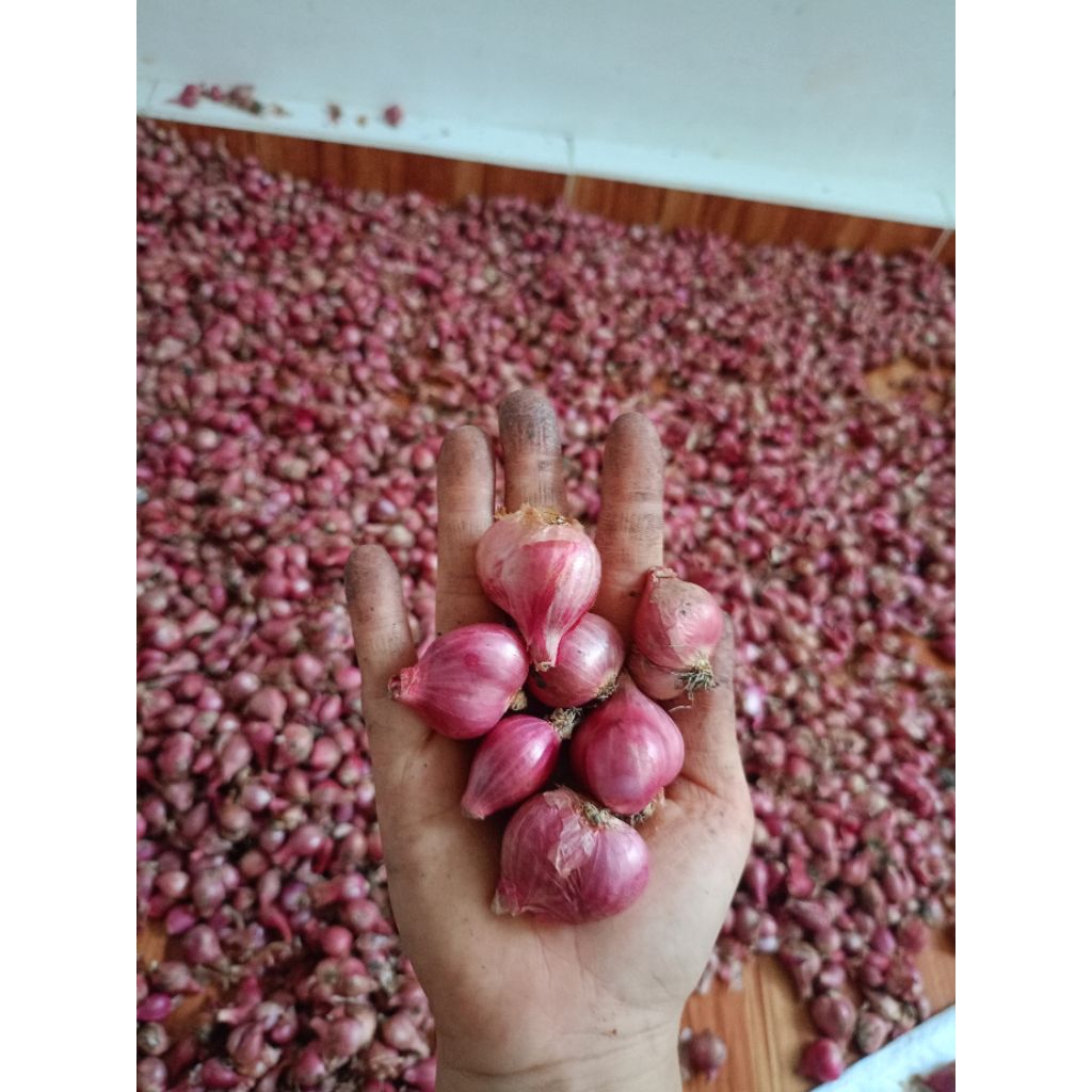 

bawang merah lokal