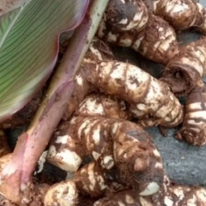 

umbi ganyong /umbi merah kaya mnapatt#mknnn trdisionl