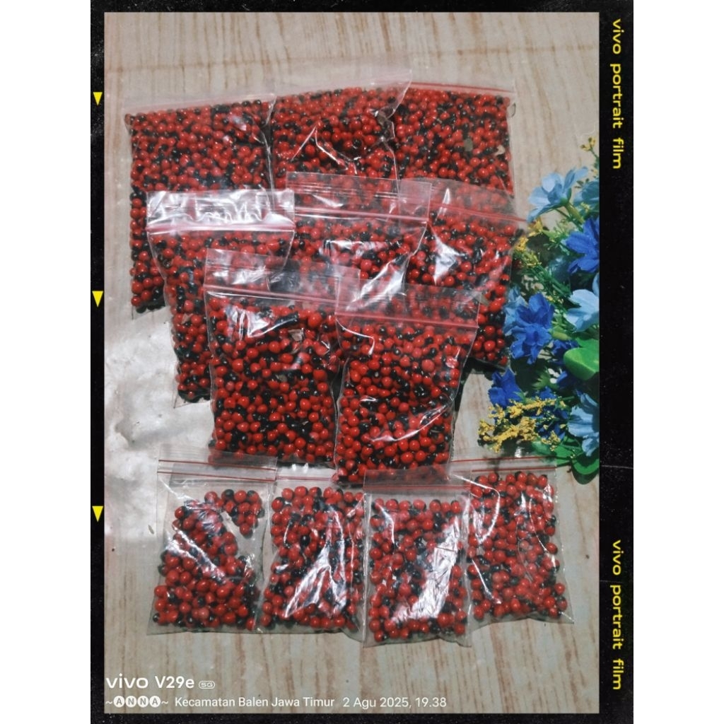 

SOGOK TUNTENG/Biji saga rambat PREMIUM 50