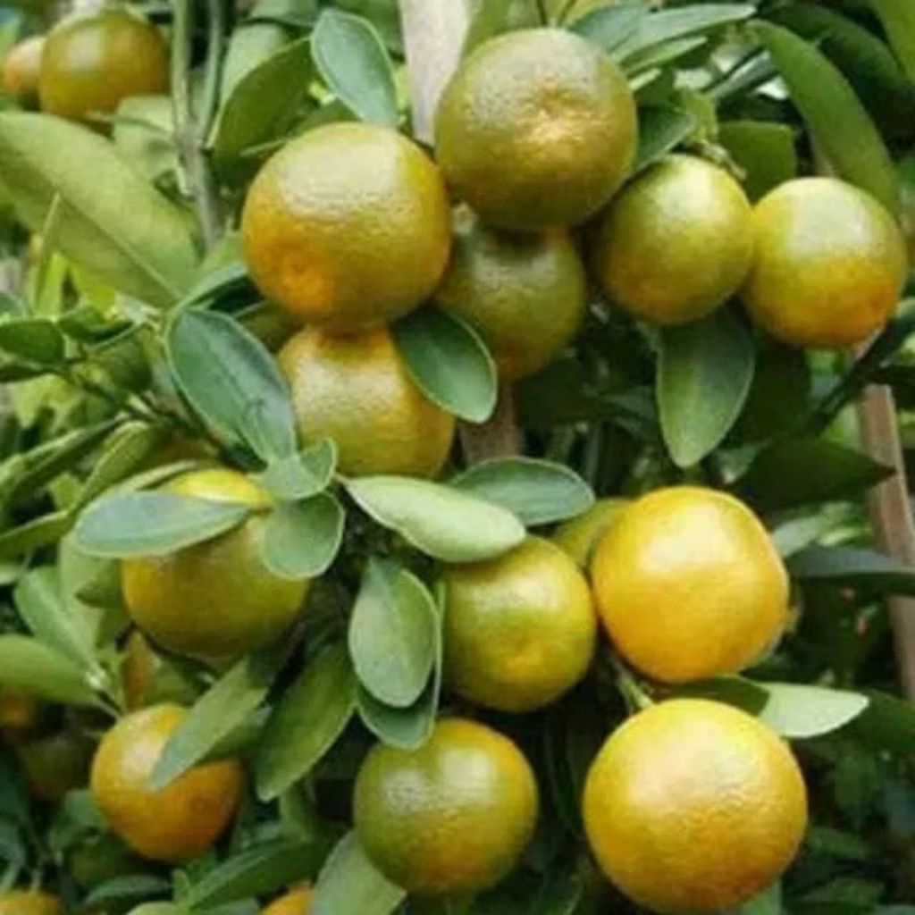 

bibit jeruk peras sudah berbuah/jeruk KIP