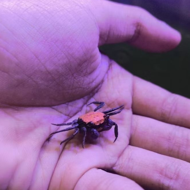 

Kepiting Hias Halloween / kepiting hias / kepiting Halloween / kepiting vampire / vampire crab / kepiting oren / kepiting vampir orange / orange crab / kepiting hias air tawar