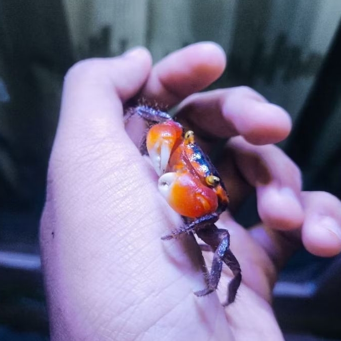 red apple crab / apple crab / crab apple / kepiting hias / kepiting / kepiting apel / metasesarma au