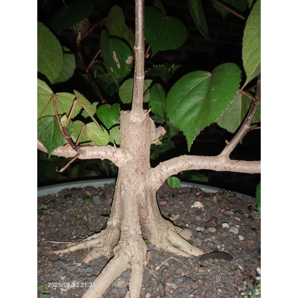 bahan bonsai waru taiwan