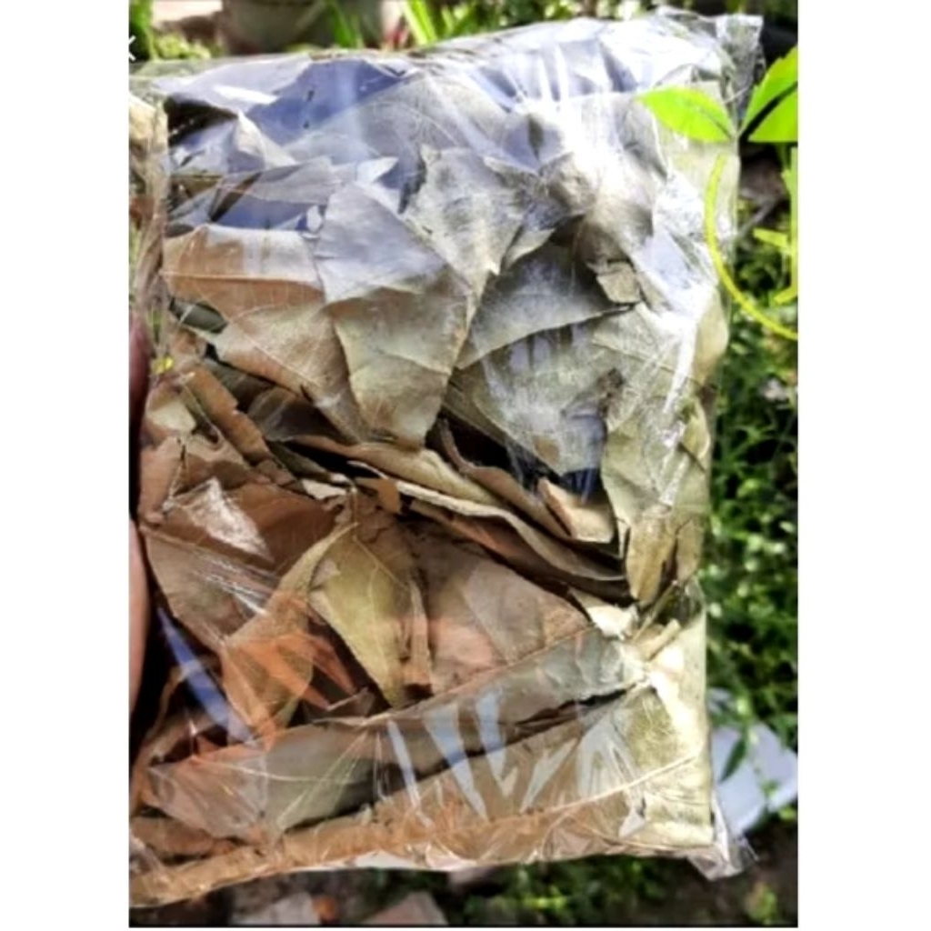 

Daun Sukun kering organik 100grm termurah