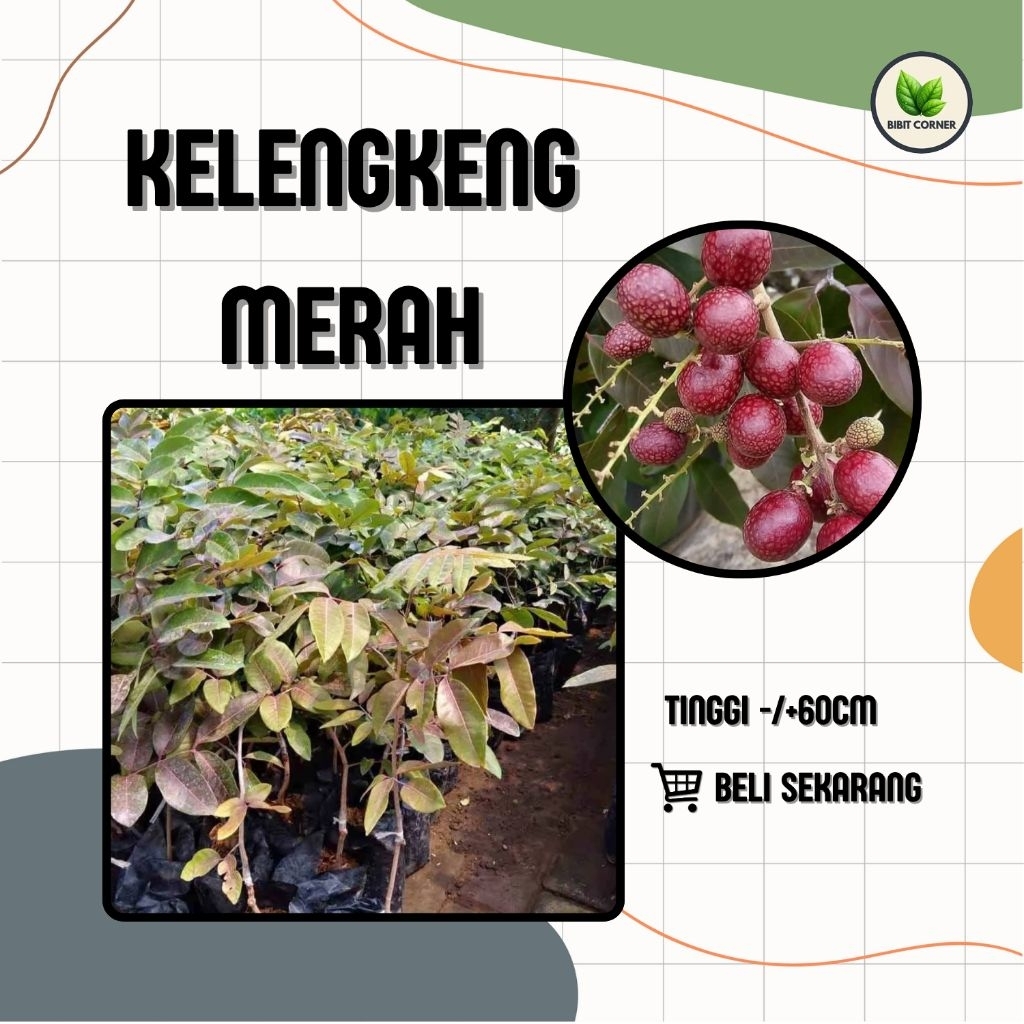 Bibit Kelengkeng Merah Cangkok