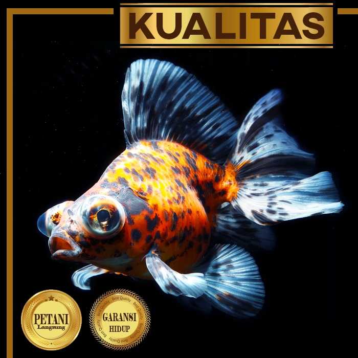 Ikan Hias Mas Koki Buldog Multicolor Hiasan Aquarium Tanaman Air / Kolam