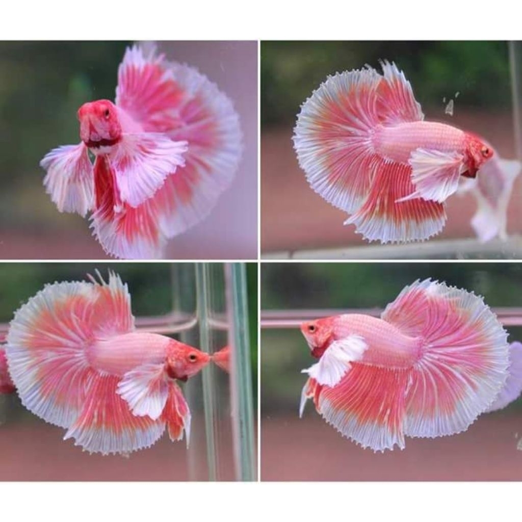 PROMO.. Cupang Halfmoon Rosetail Pink Aurora