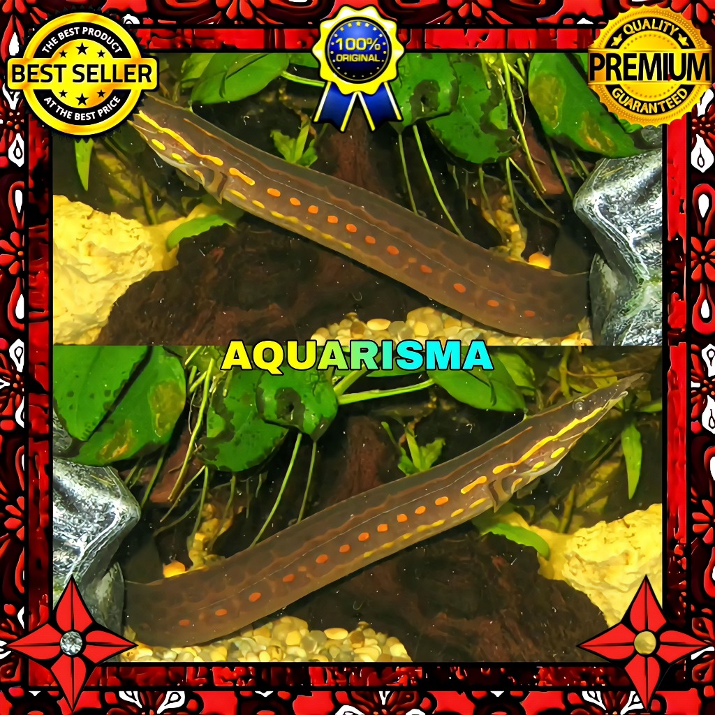 KEBUTUHAN AKUARIUM - SILI TILAN API FIRE EEL MASTACEMBELUS ERYTHROTAENIA 8-9 CM