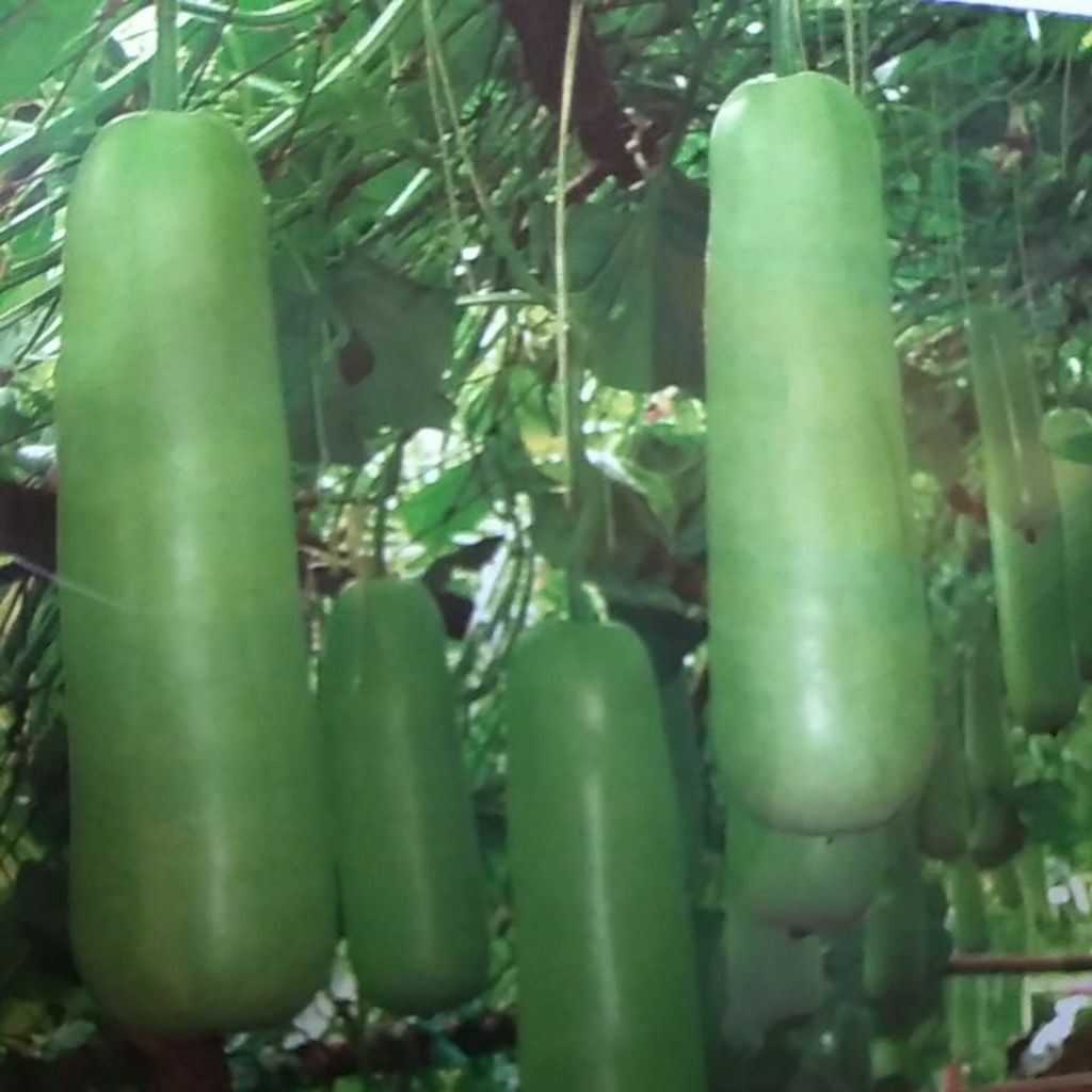 

Labu Hijau Panjang Silindris