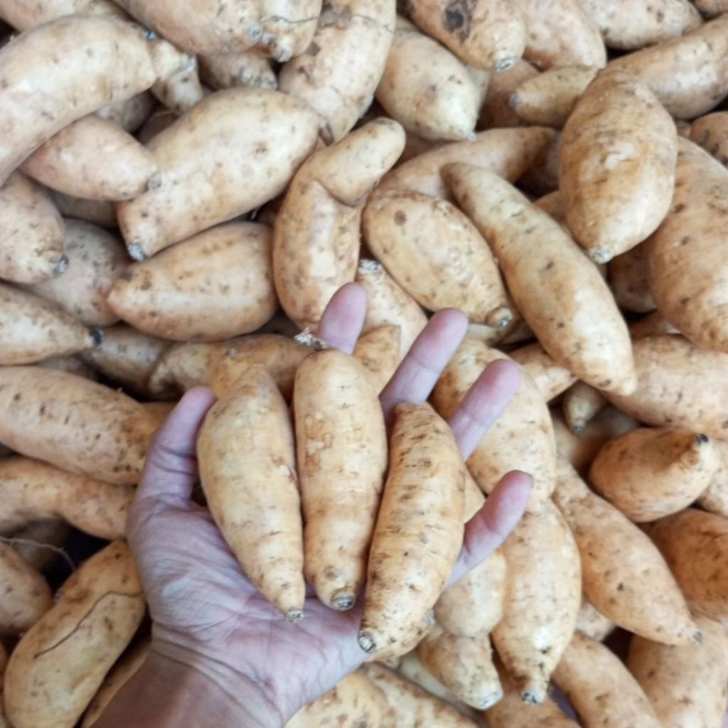 

ubi madu cilembu manis ORIGINAL 1kg isi banyak (BERSIH)