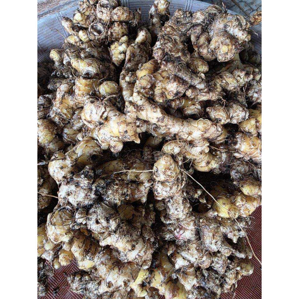 

Jahe Emprit / Bahing Per 100gr