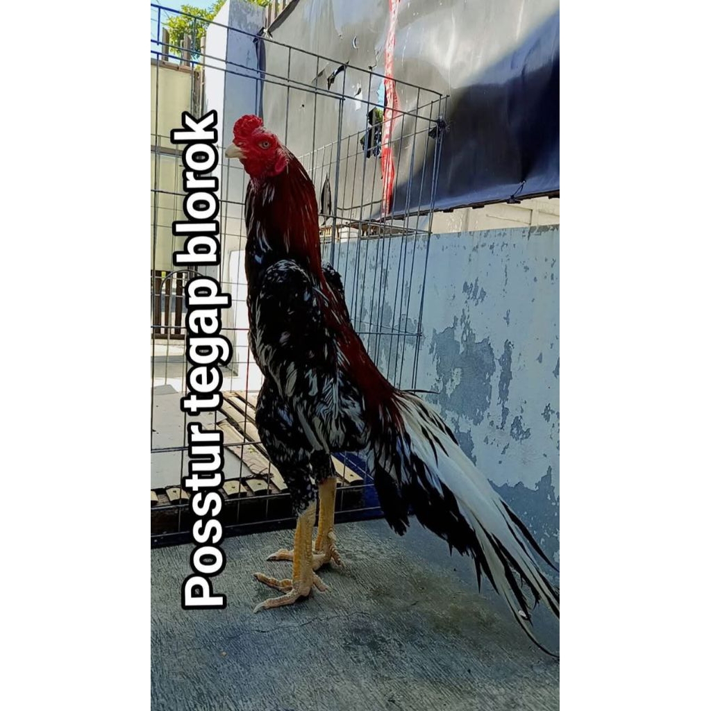 

telur fertil ekor lidi super istimewa bisa di tetaskan