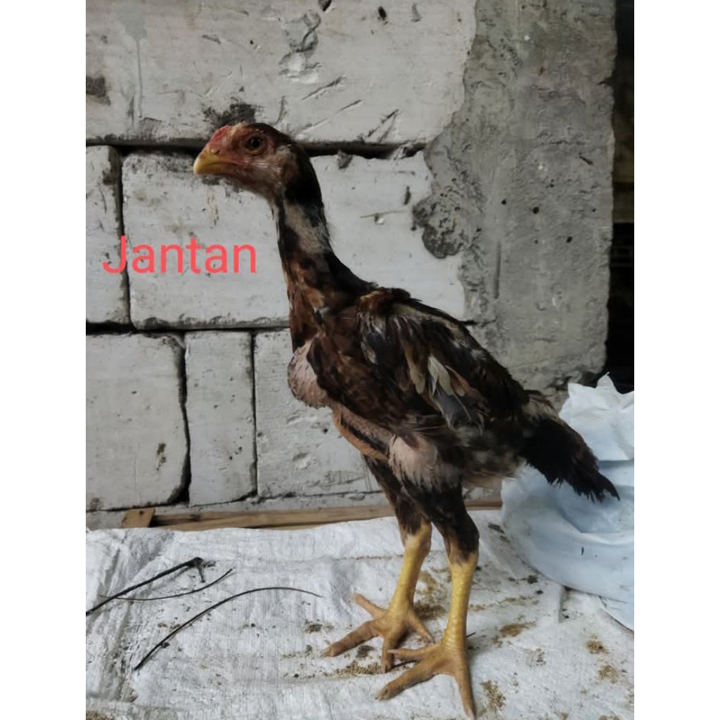 

Telur fertil ayam shamo Silangan super