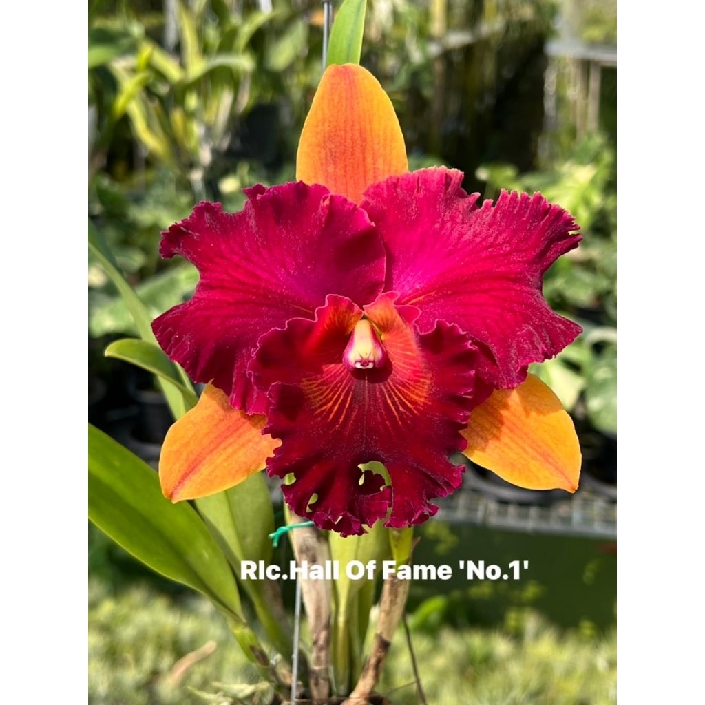 Anggrek cattleya Hall of Fame