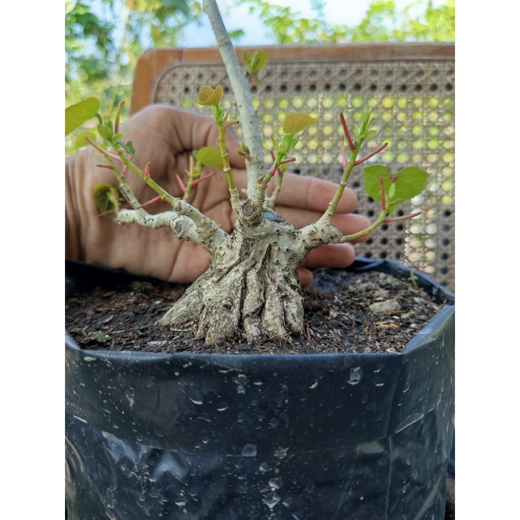 Waru Taiwan Shito/Mame Prokar, Realpict