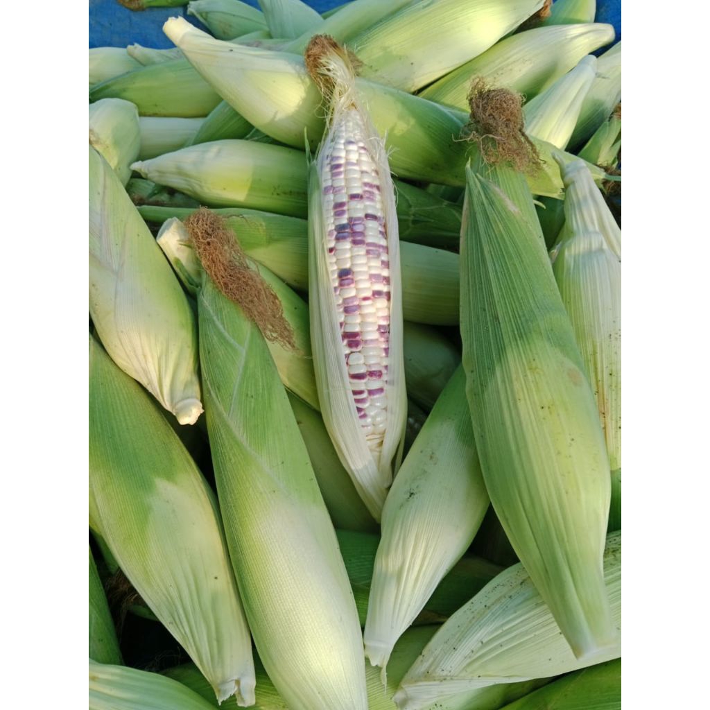 

jagung ketan batik pulen