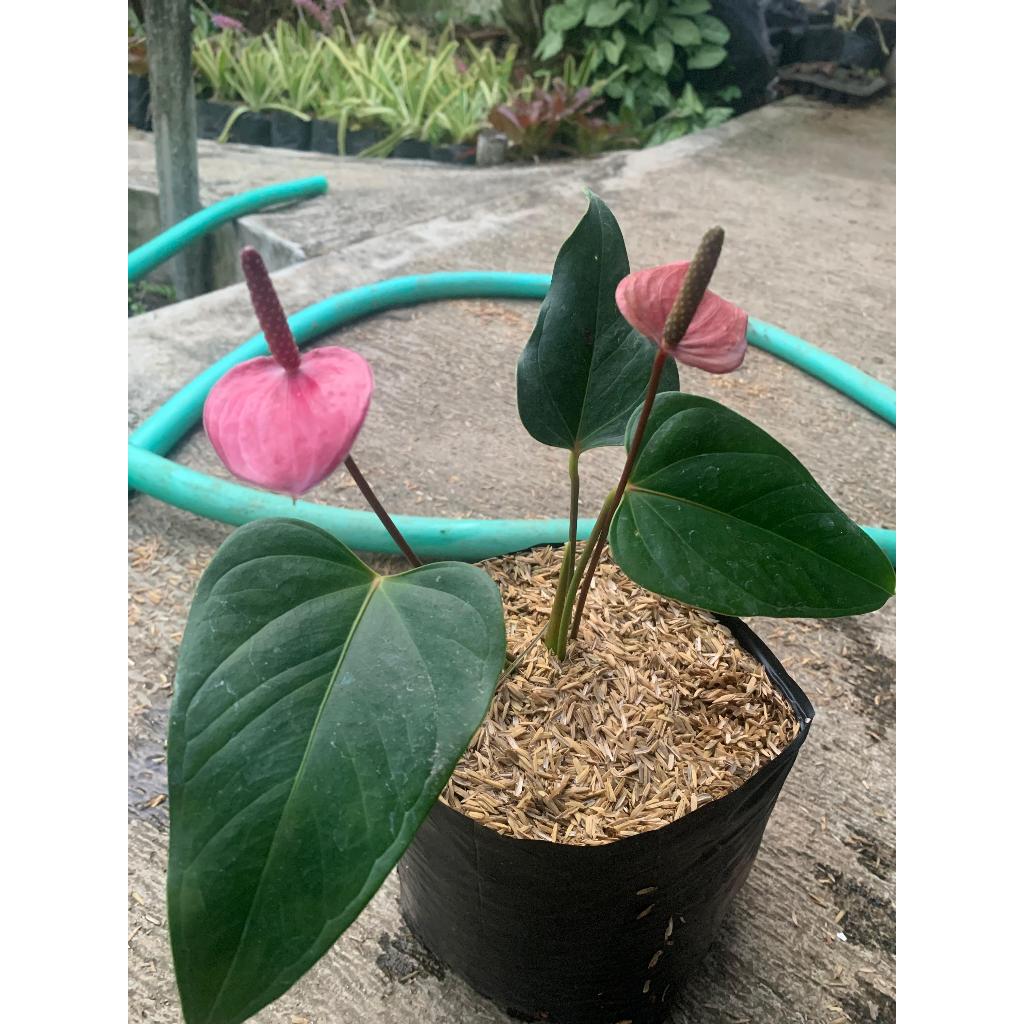 Tanaman Hias Anthurium Mini Ungu / Bunga Anthurium Mickey Mouse Ungu - Berbunga