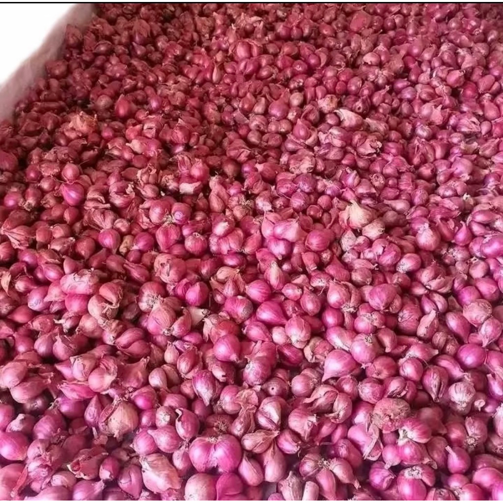 

BAWANG MERAH NGAJUK UKURAN SEDANG - BESAR| Bawang Merah size Tanggung besar Kualitas Super | Bawang Merah Murah