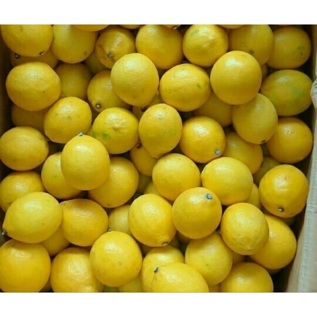 

Lemon California frash 1kg 500gr petik langsung lemontea lemon peras minuman lemon diet lemon segar lemon murah super