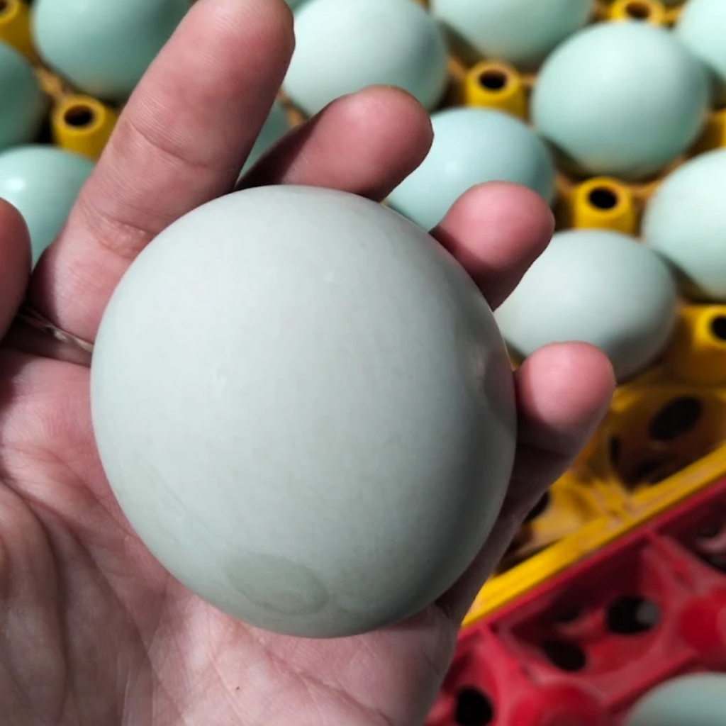 

Telur Asin Masir Isi 4 – Asli Khas Lamongan Jawa Timur | Telor Asin Banyumili