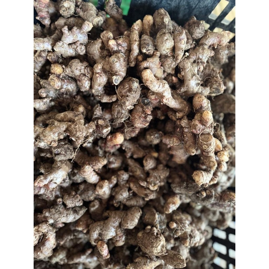 

Jahe Merah Pilihan Rimpang Besar 1KG