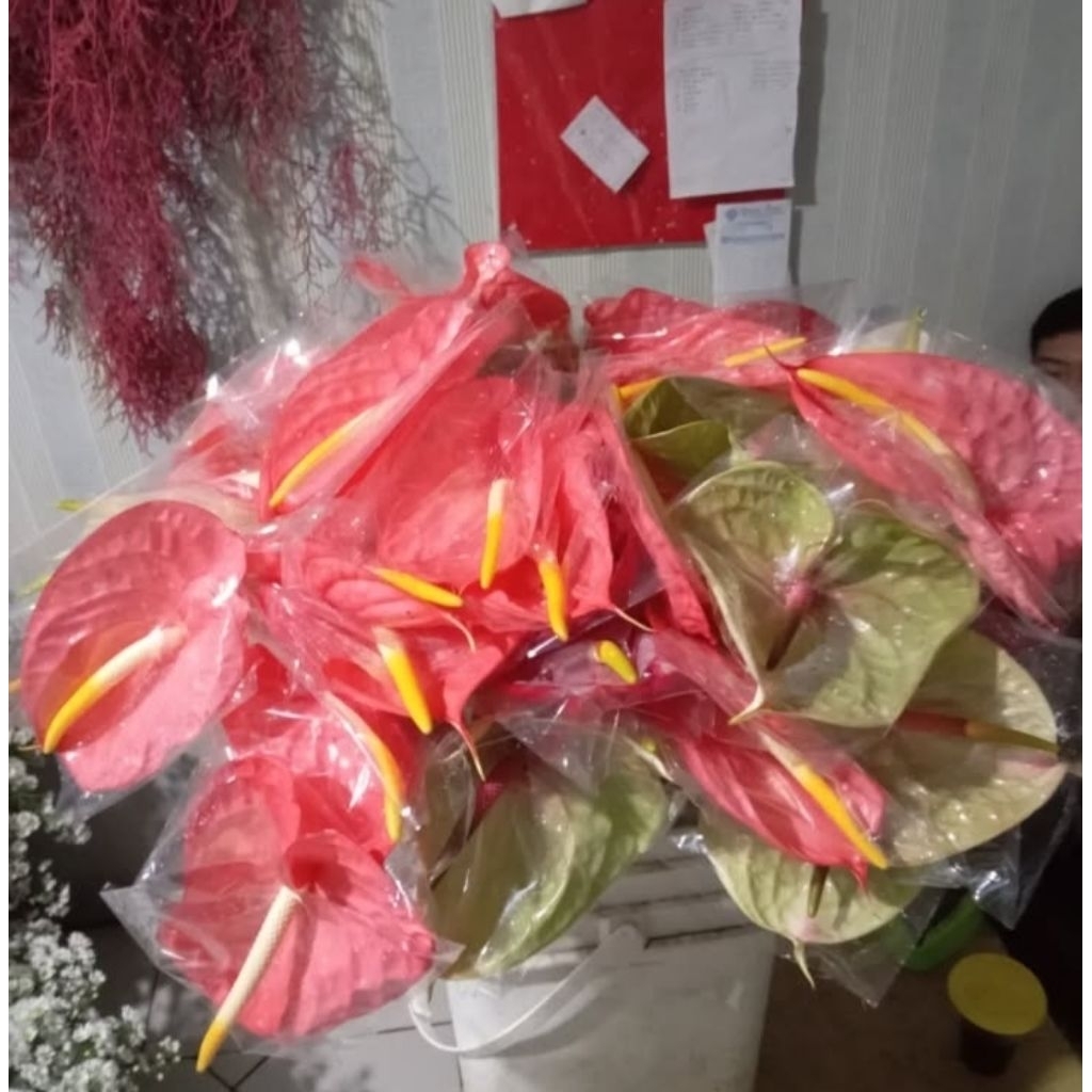 bunga potong anthurium pertangkai