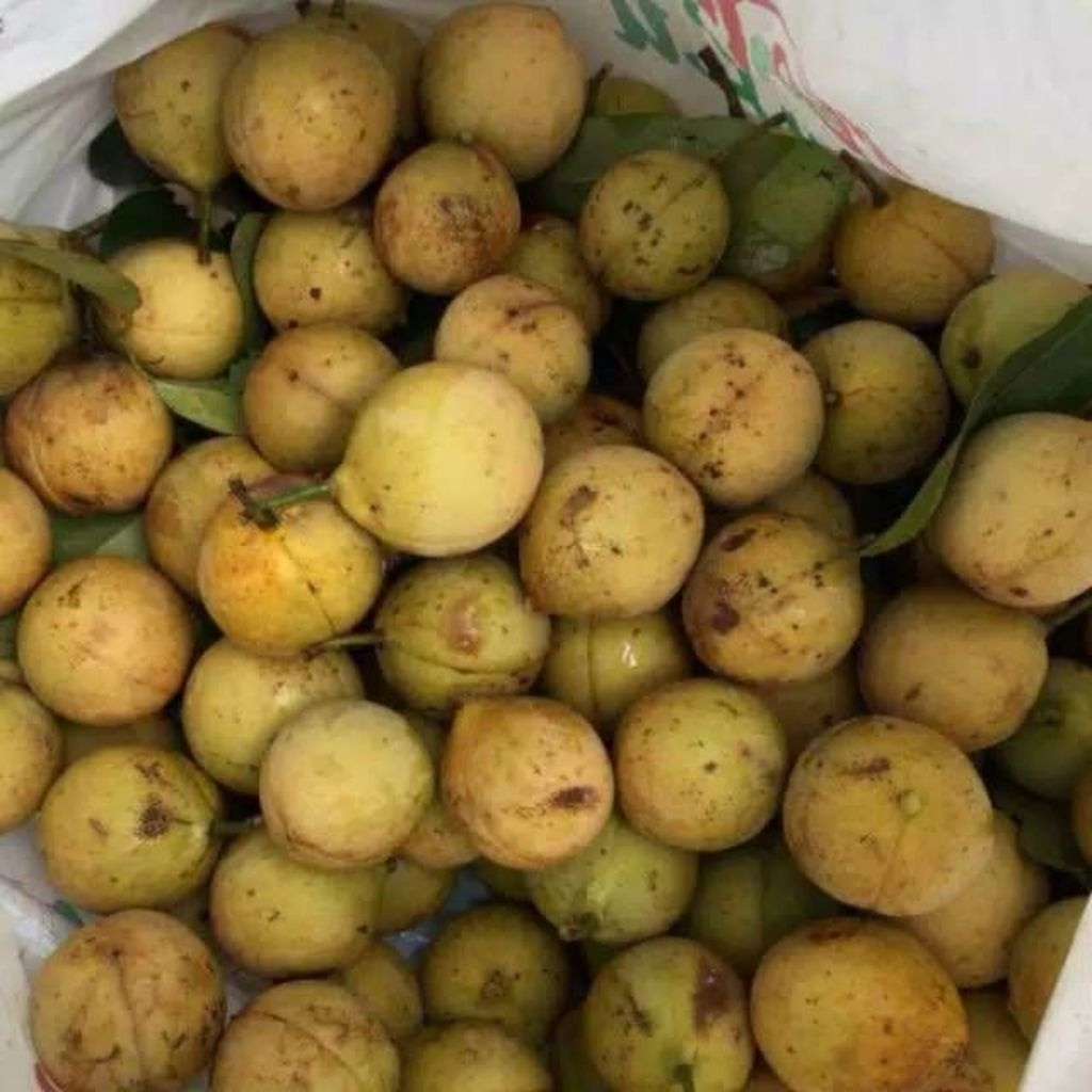 

1 kg buah pala bulat super siap pakay