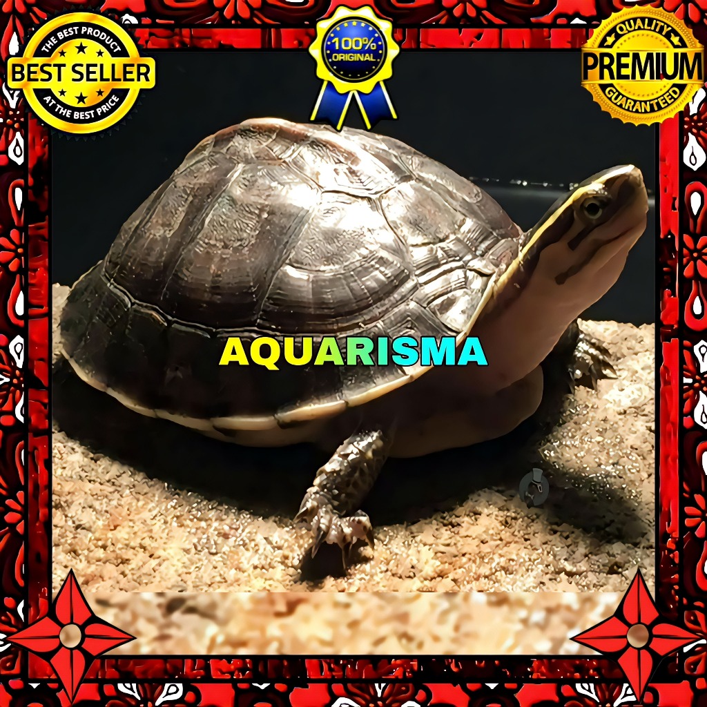 KEBUTUHAN AKUARIUM - KURA AMBON COURA AMBOINENSIS BATOK HITAM 6-7 CM