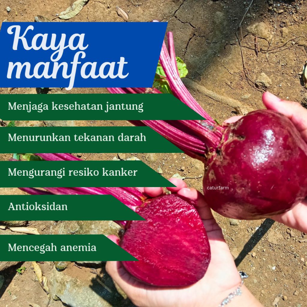 

Buah Bit 1kg beet root segar kualitas Supermarket