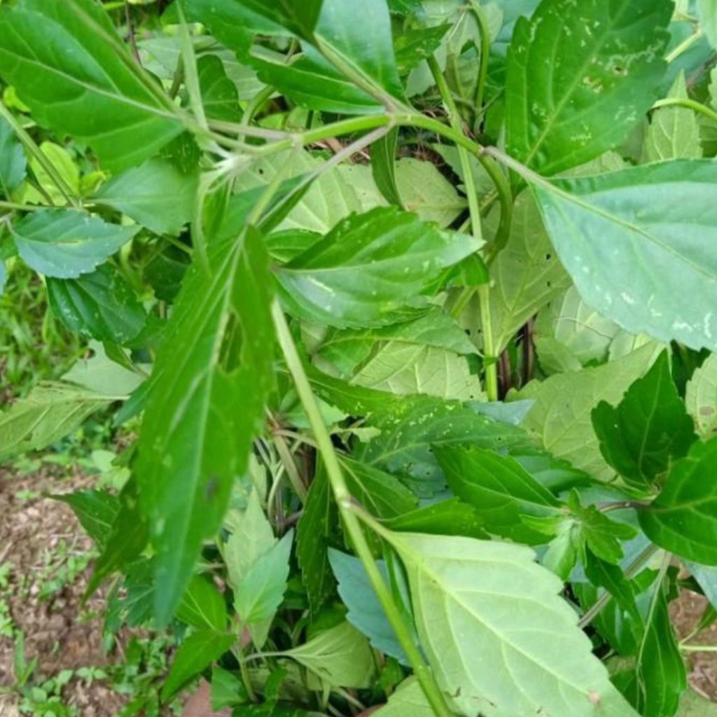 

Daun Kumis Kucing netto 150 gr sayur beku