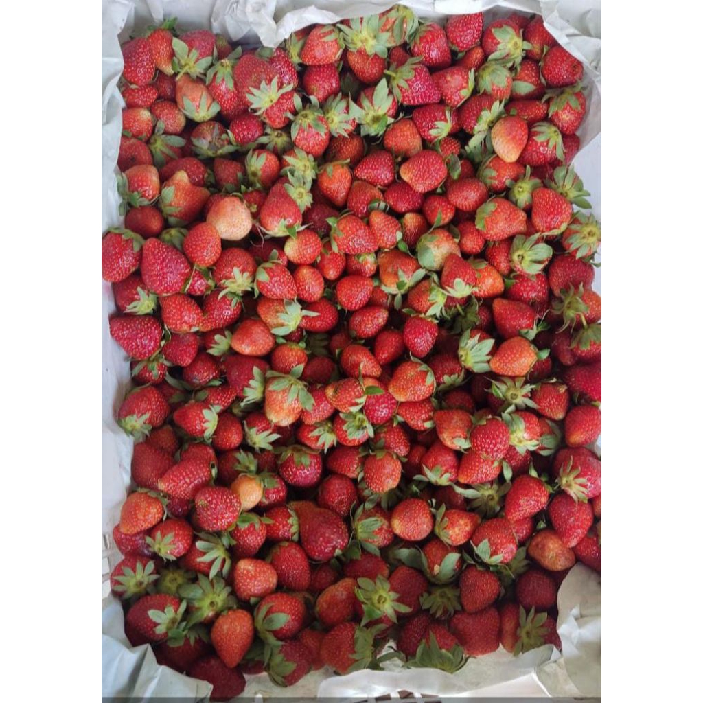 

stroberi freshh mini 1kg