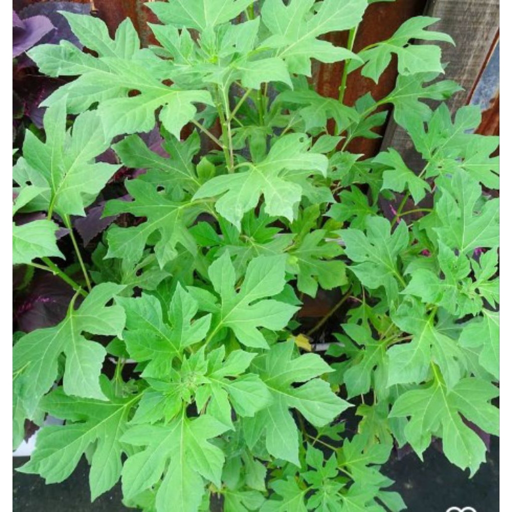 

daun insulin segar fresh 500 gram