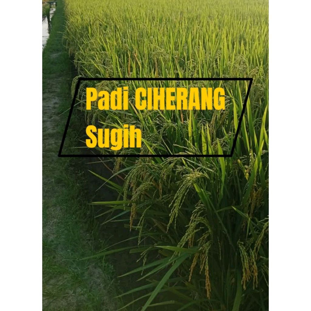 BENIH PADI CIHERANG SUGIH KEMASAN 5KG ORIGINAL