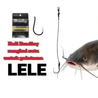 Kail pancing galatama lele bradley