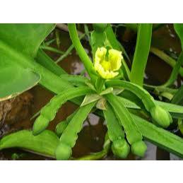 BIBIT GENJER 5 POHON, ( Limnocharis flava), BIBIT SAYURAN GENJER