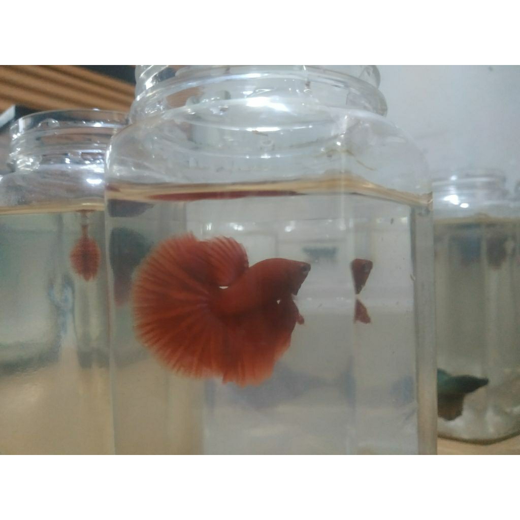 cupang halfmoon super red