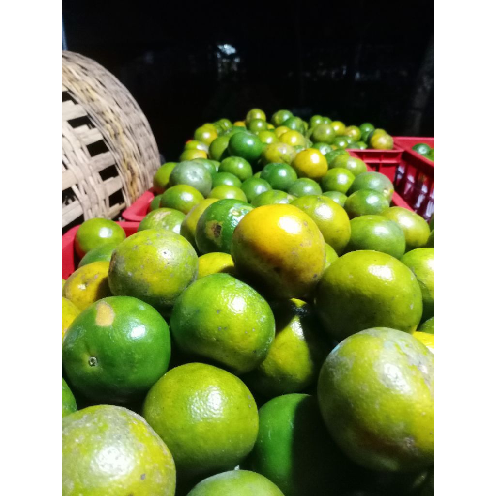 

Jeruk Manis fresh Jember kemasan 5 kg.